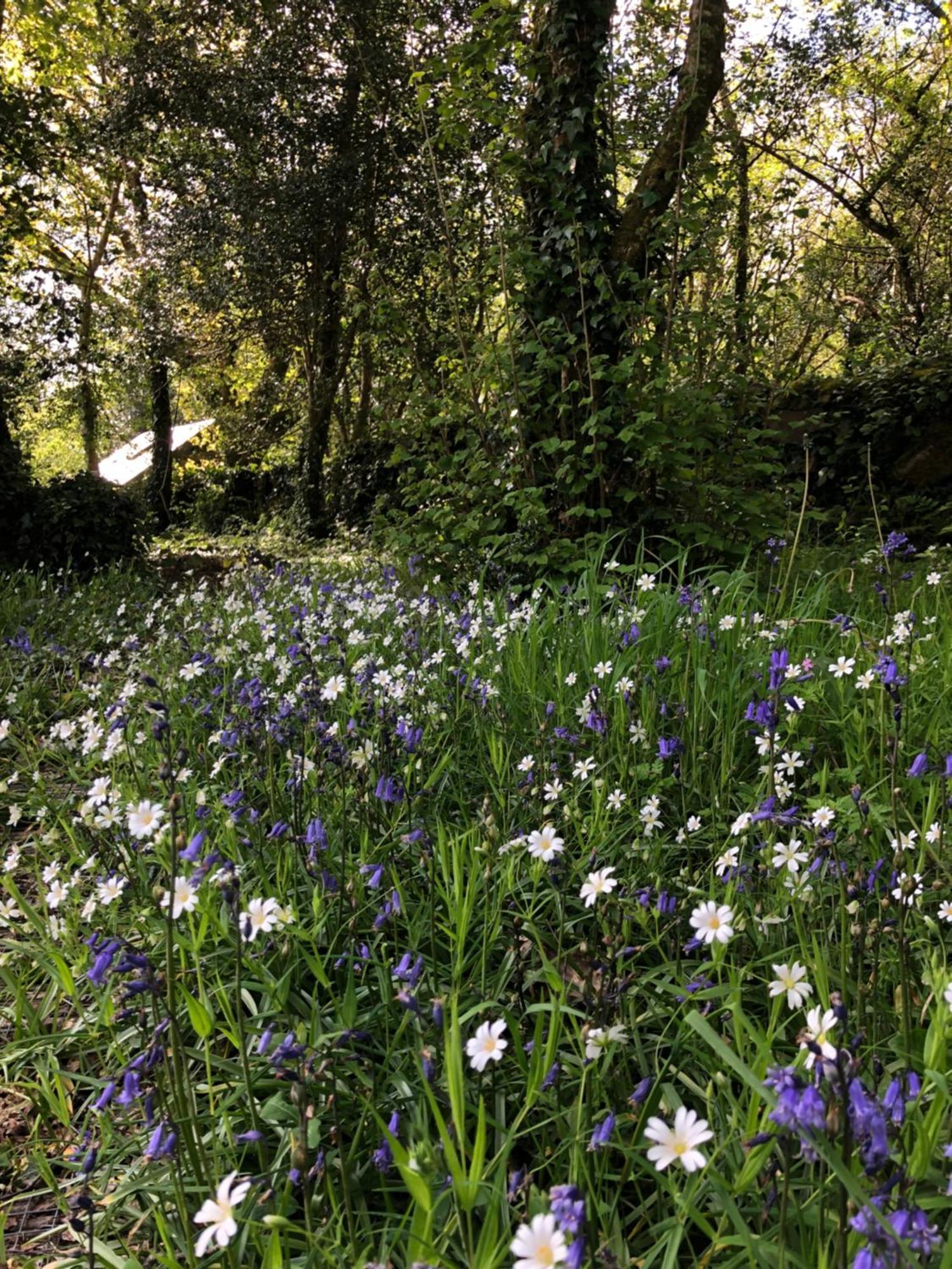 Sligo Forest Retreat Kültér fotó